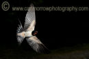 Swallow in mid flight.